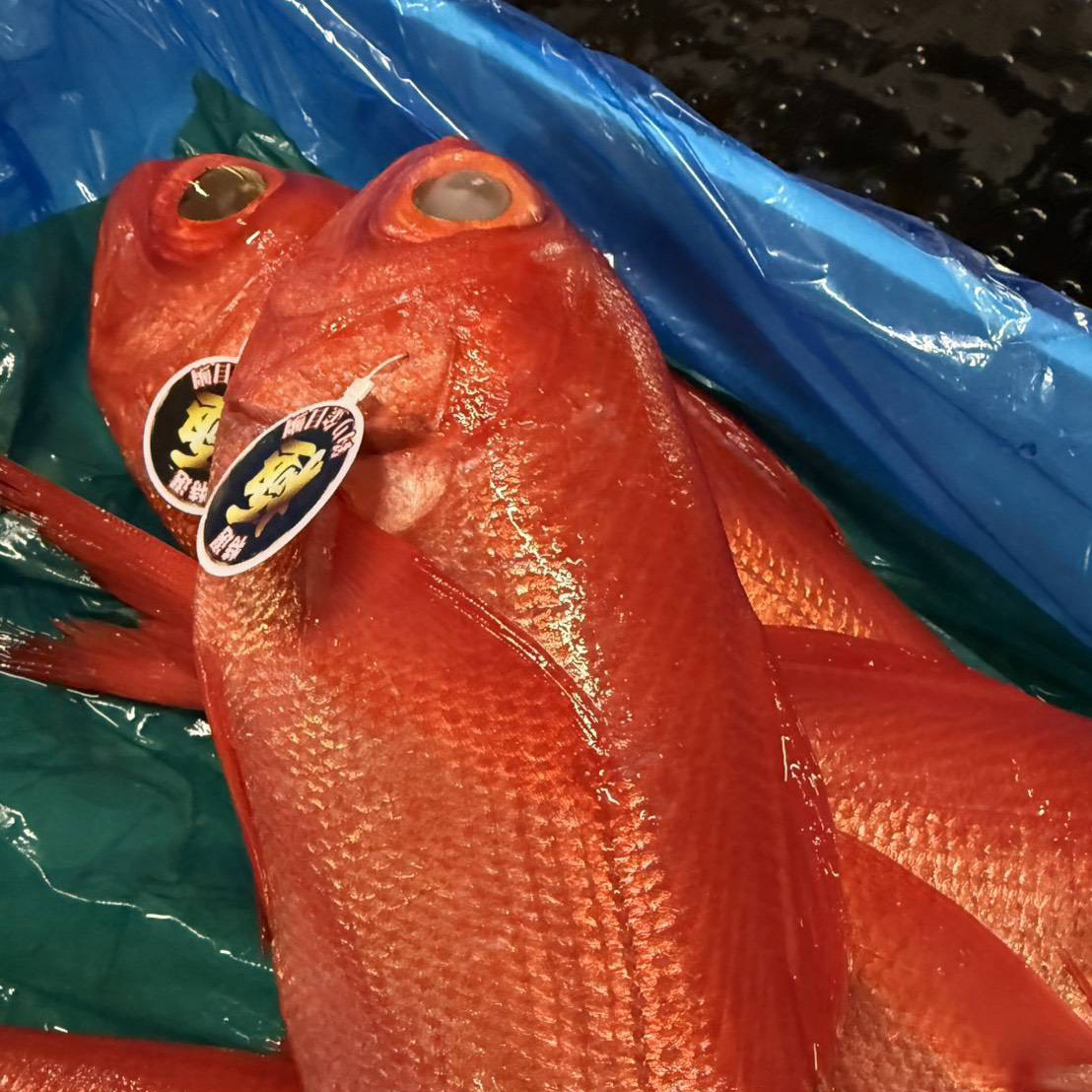 活魚・鮮魚